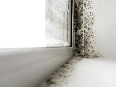 Mould creeps up the side of a wall next to a window, also coating the windowsill.